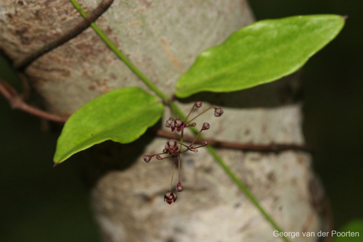 Vincetoxicum flexuosum var. tenuis (Blume) Schneidt, Meve & Liede